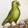 Mary Taylor Kea, Mountain Parrot hand coloured etching NZ bird limited edition print at Parnell Gallery Auckland NZ