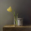 Yellow Tulip