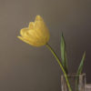 Yellow Tulip