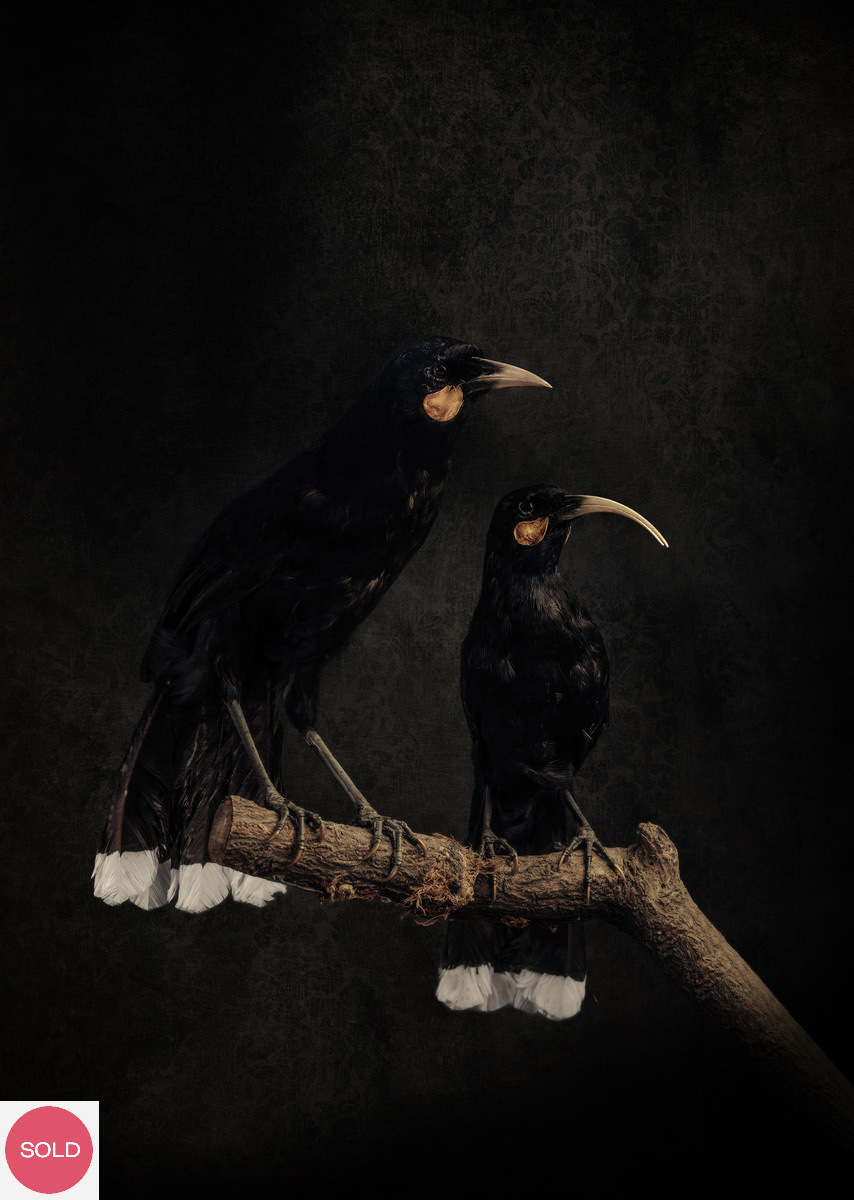 Jae Frew Huia No.1 bird photograph on archival paper at Parnell Gallery Auckland NZ