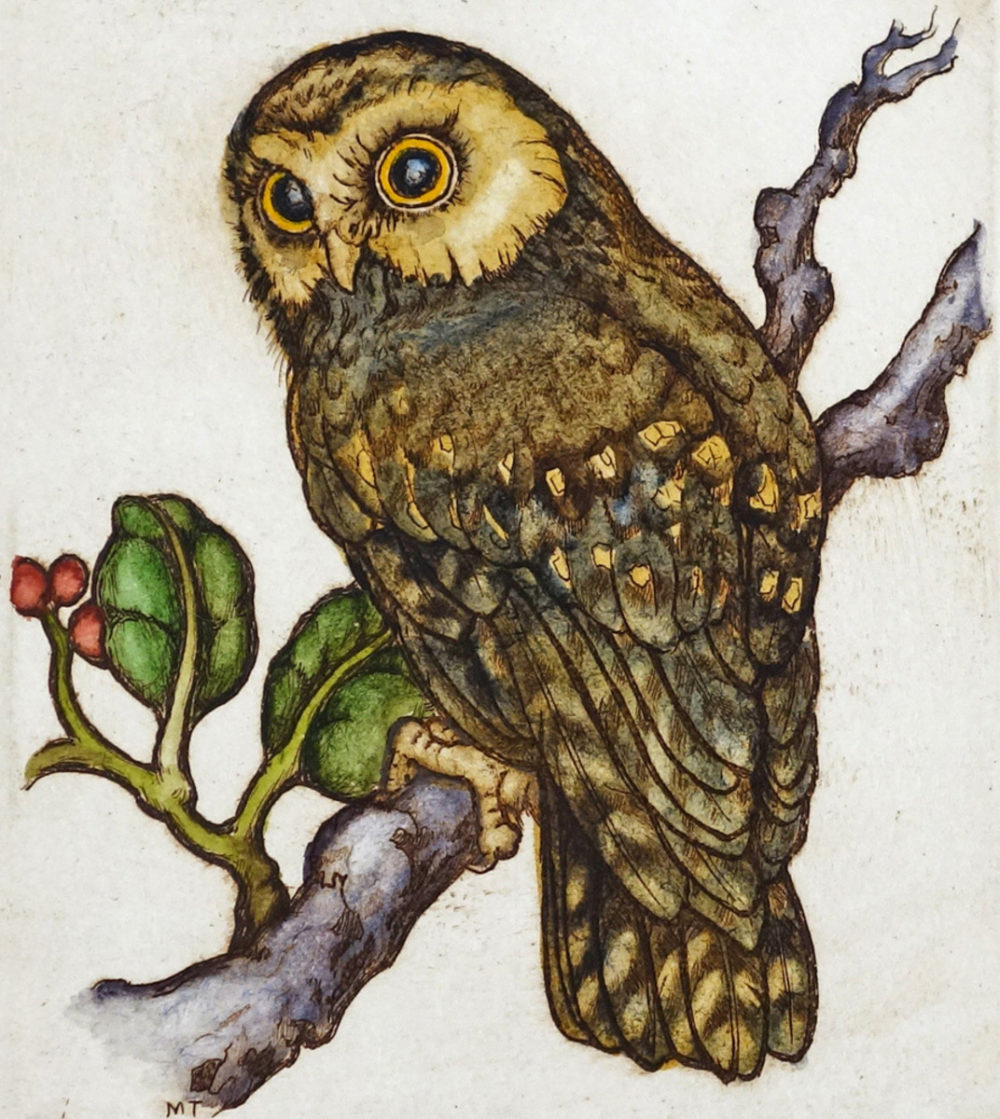 Mary Taylor Morepork/ Ruru II hand coloured etching NZ bird limited edition print at Parnell Gallery Auckland NZ